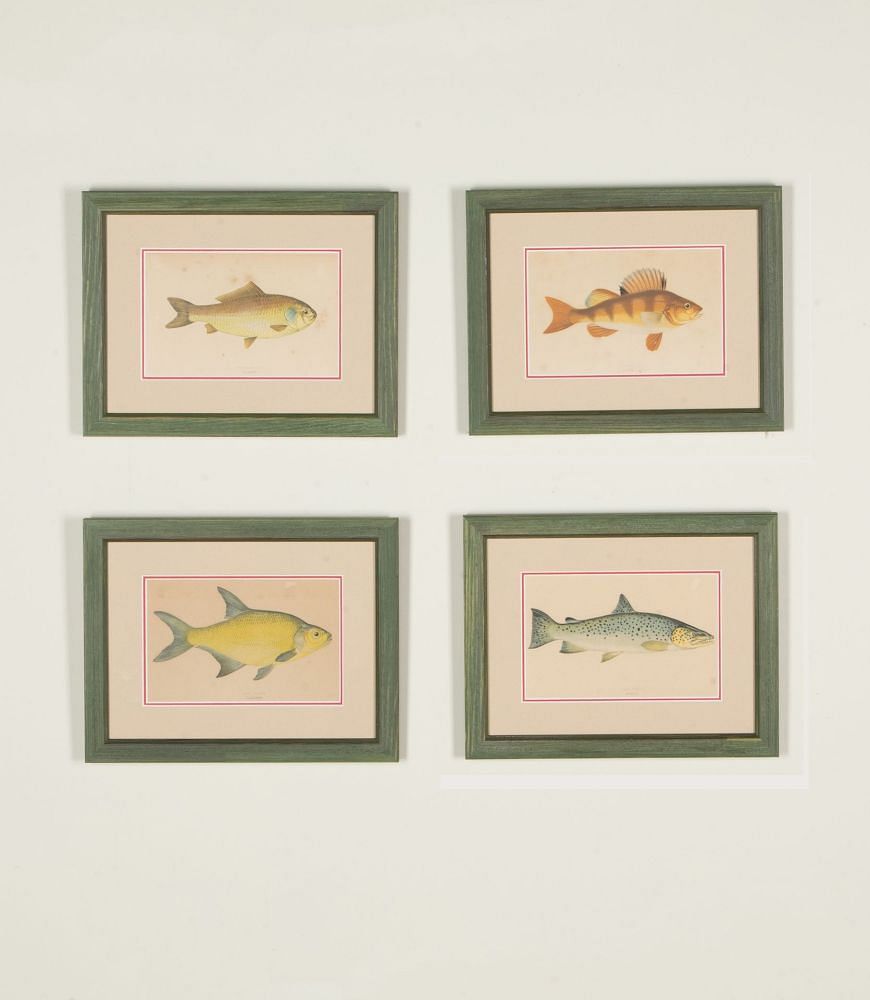 Set of Four Early 19th Century Hand Coloured Fish Engravings WD1843188
