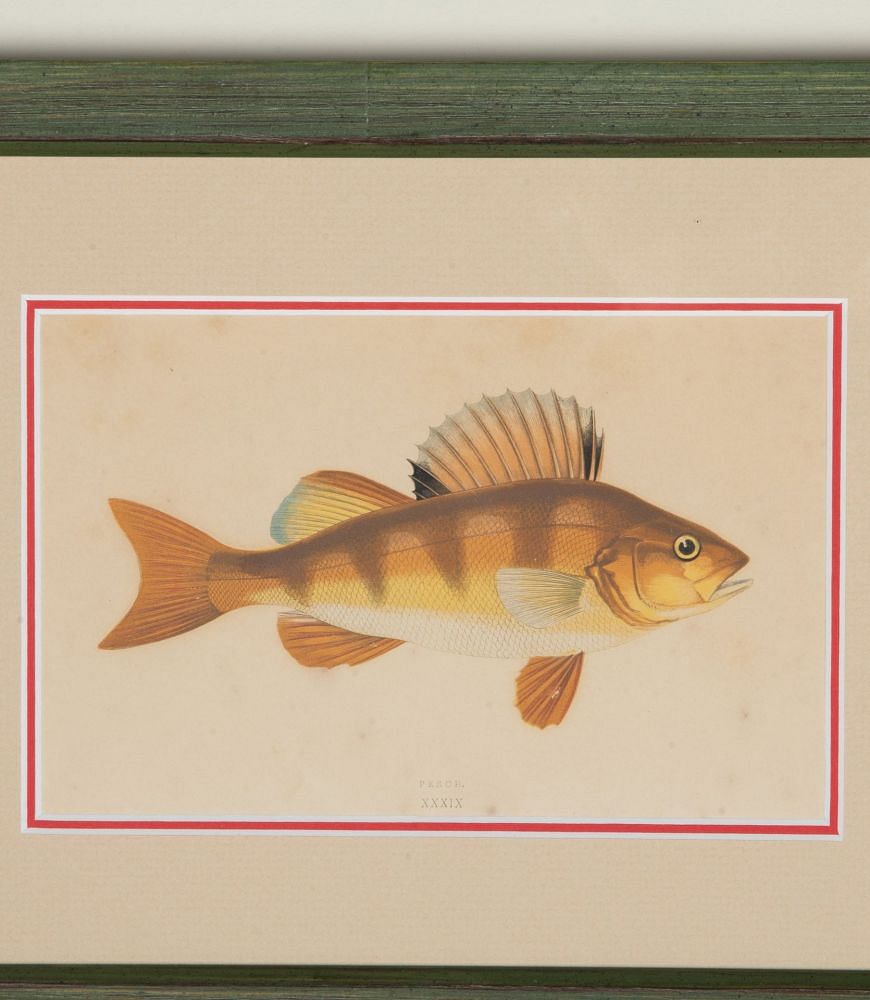 Set of Four Early 19th Century Hand Coloured Fish Engravings WD1843188