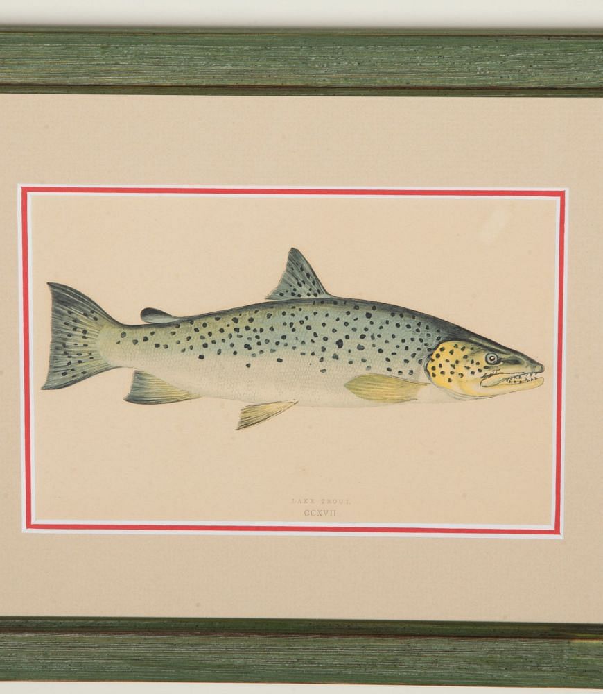 Set of Four Early 19th Century Hand Coloured Fish Engravings WD1843188