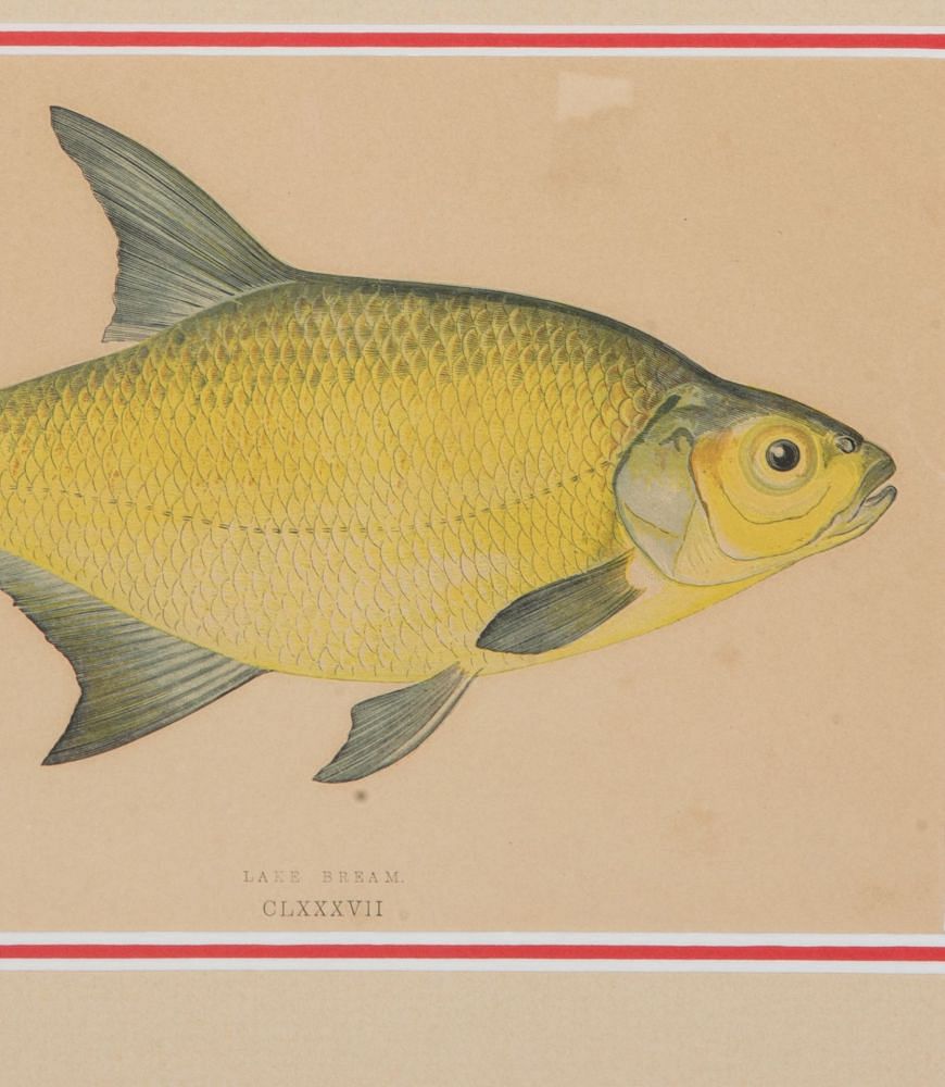 Set of Four Early 19th Century Hand Coloured Fish Engravings WD1843188