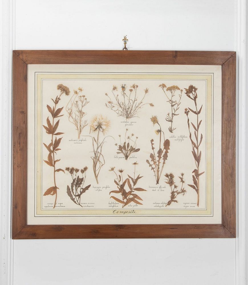 20th Century Italian Preserved Flowers WD7639372