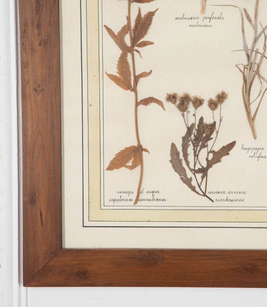 20th Century Italian Preserved Flowers WD7639372