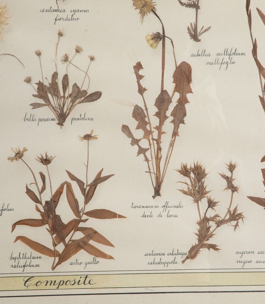 20th Century Italian Preserved Flowers WD7639372