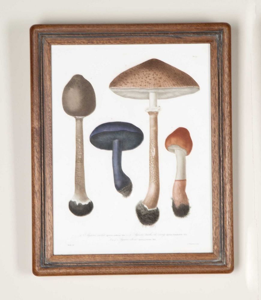 Set of Nine 19th Century French Roques Mushroom Engravings WD7642160
