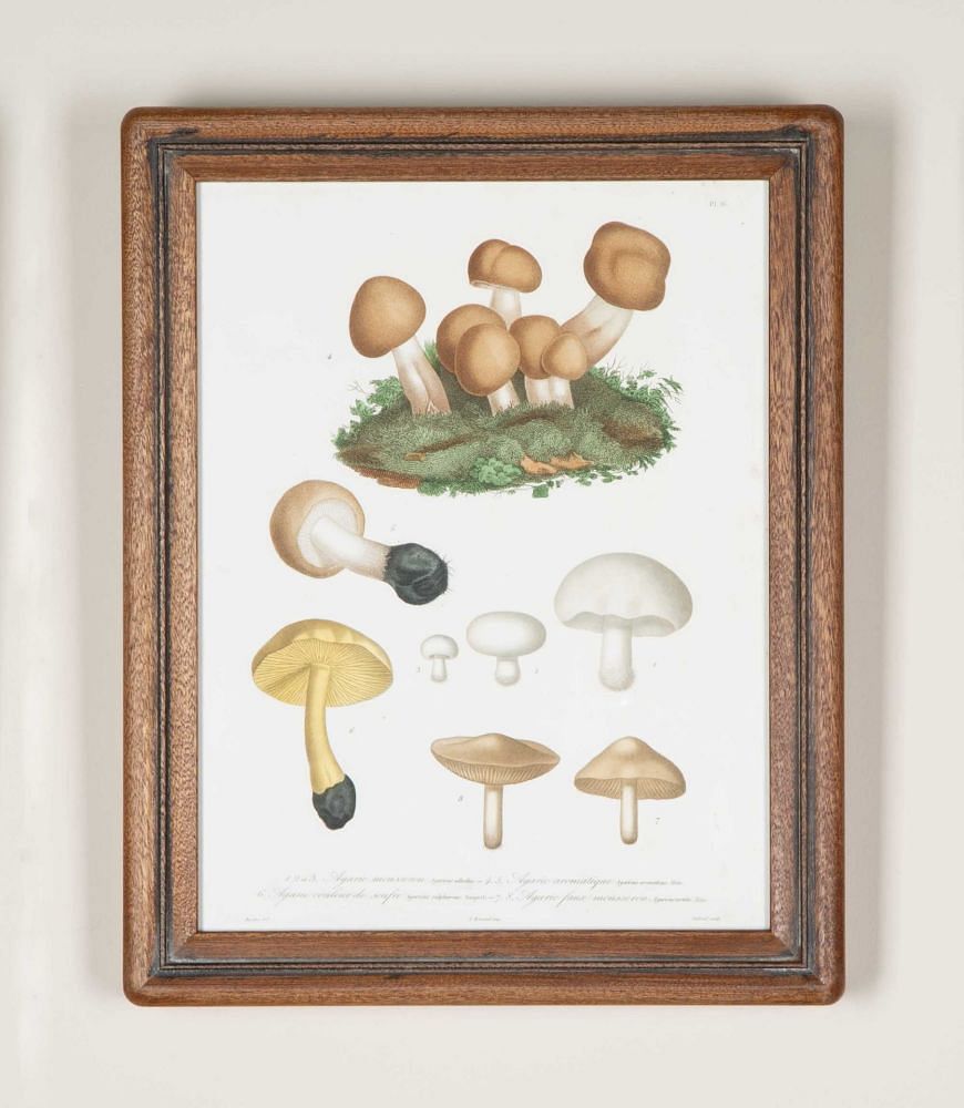 Set of Nine 19th Century French Roques Mushroom Engravings WD7642160