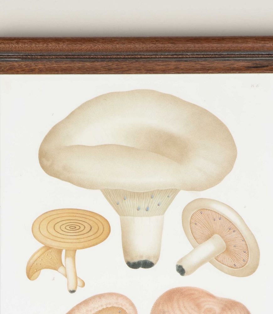 Set of Nine 19th Century French Roques Mushroom Engravings WD7642160