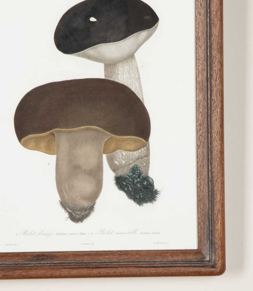 Set of Nine 19th Century French Roques Mushroom Engravings WD7642160