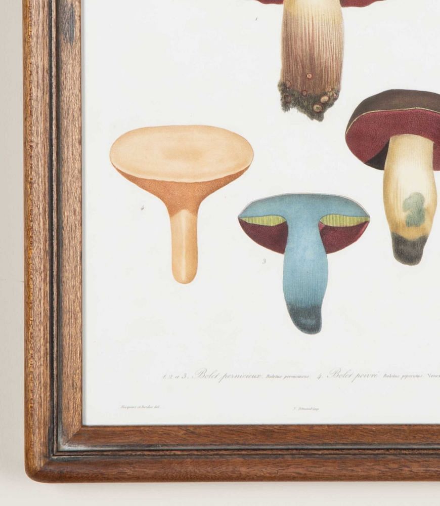 Set of Nine 19th Century French Roques Mushroom Engravings WD7642160