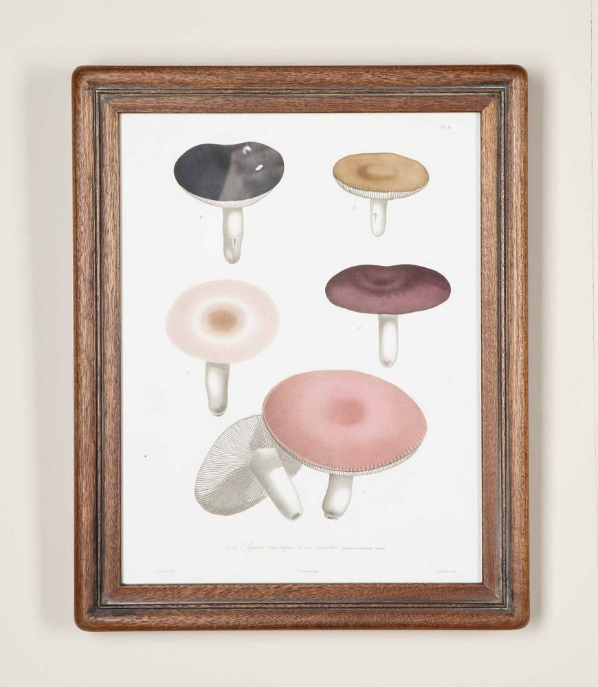 Set of Nine 19th Century French Roques Mushroom Engravings WD7642160