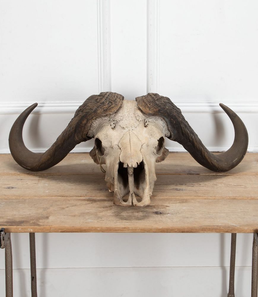 Early 20th Century African Cape Buffalo Skull WD8941343