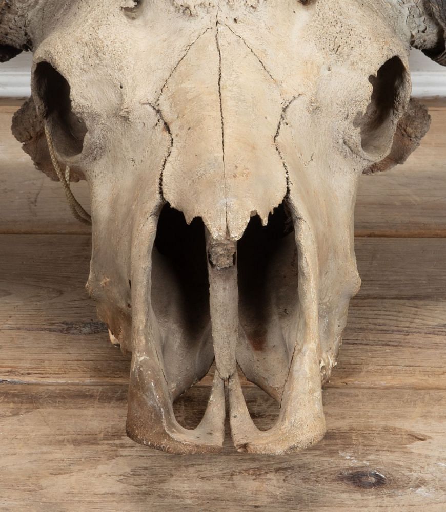 Early 20th Century African Cape Buffalo Skull WD8941343