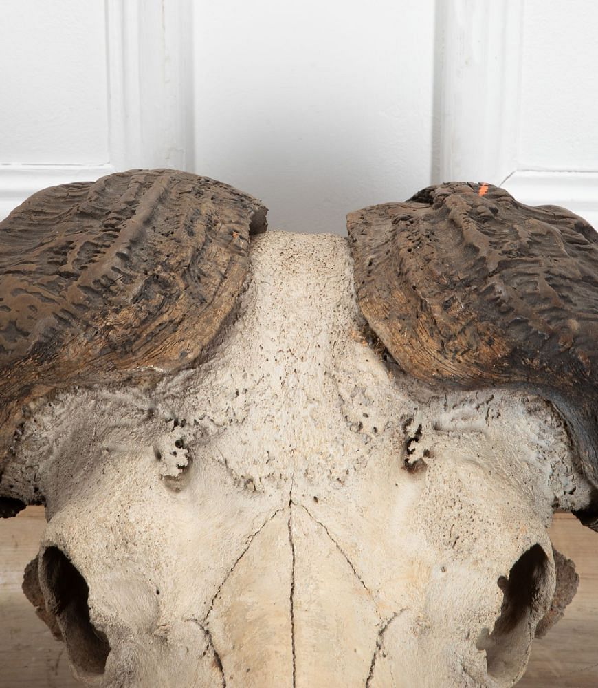 Early 20th Century African Cape Buffalo Skull WD8941343