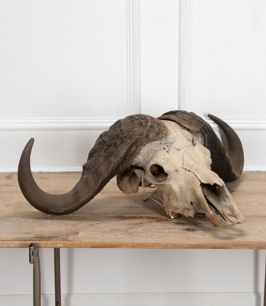 Early 20th Century African Cape Buffalo Skull WD8941343