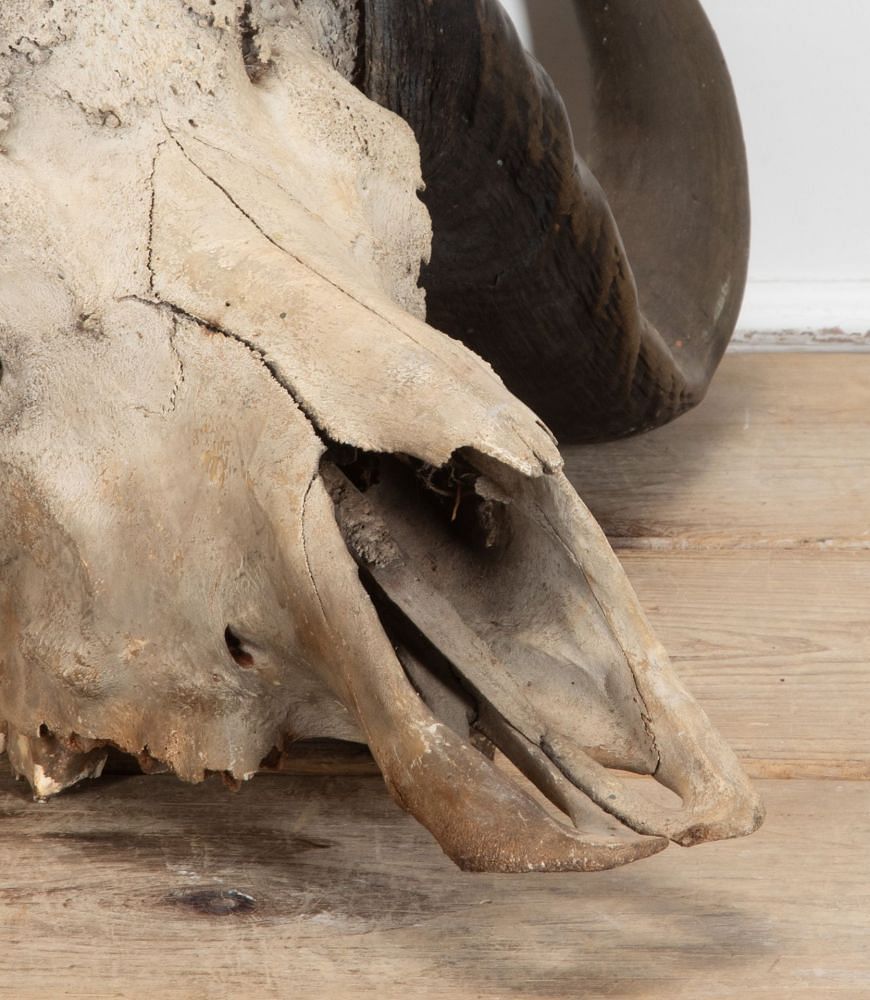Early 20th Century African Cape Buffalo Skull WD8941343