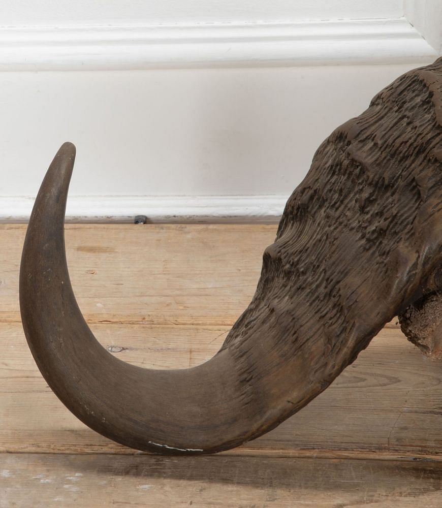 Early 20th Century African Cape Buffalo Skull WD8941343