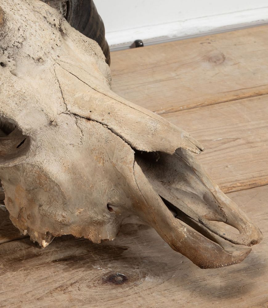 Early 20th Century African Cape Buffalo Skull WD8941343