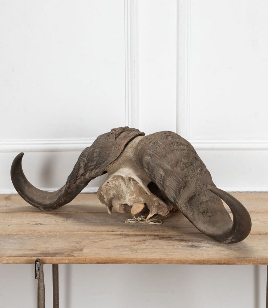 Early 20th Century African Cape Buffalo Skull WD8941343