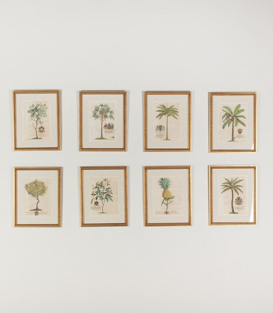 Set of Eight 18th Century Tropical Palm Tree and Plant Prints WD9043571