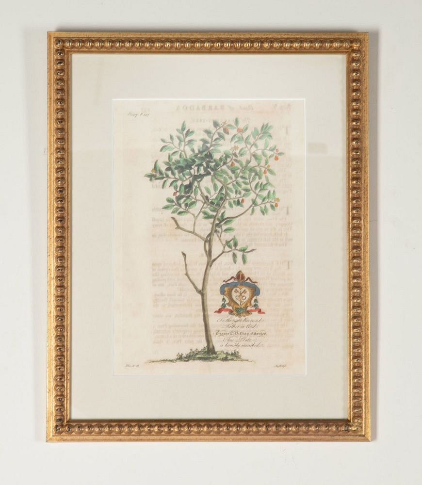 Set of Eight 18th Century Tropical Palm Tree and Plant Prints WD9043571