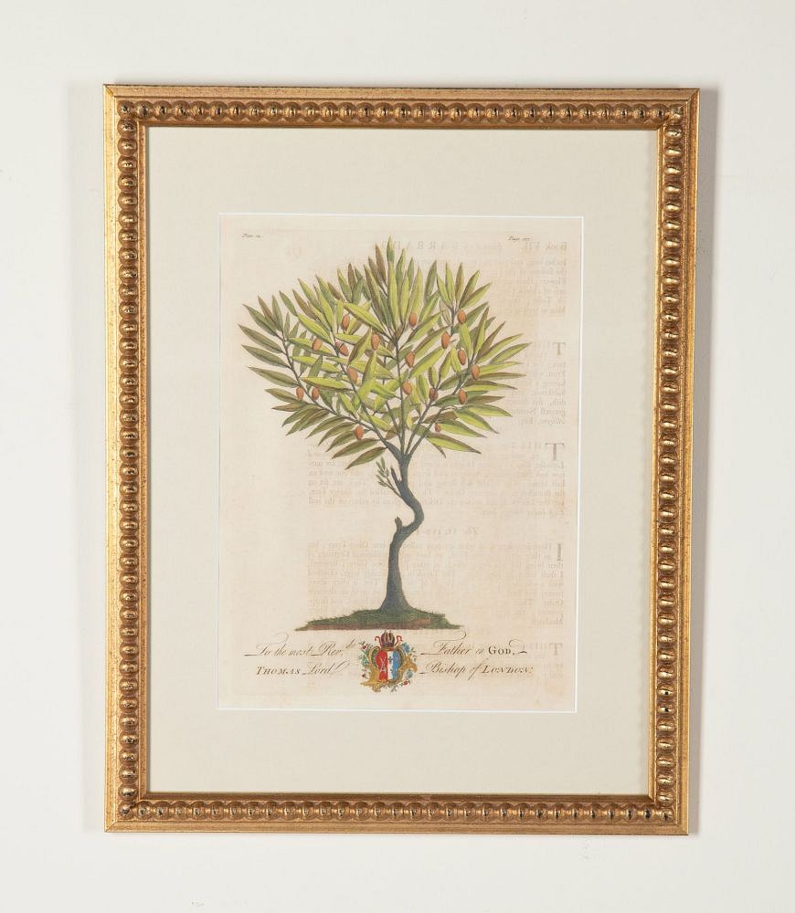 Set of Eight 18th Century Tropical Palm Tree and Plant Prints WD9043571