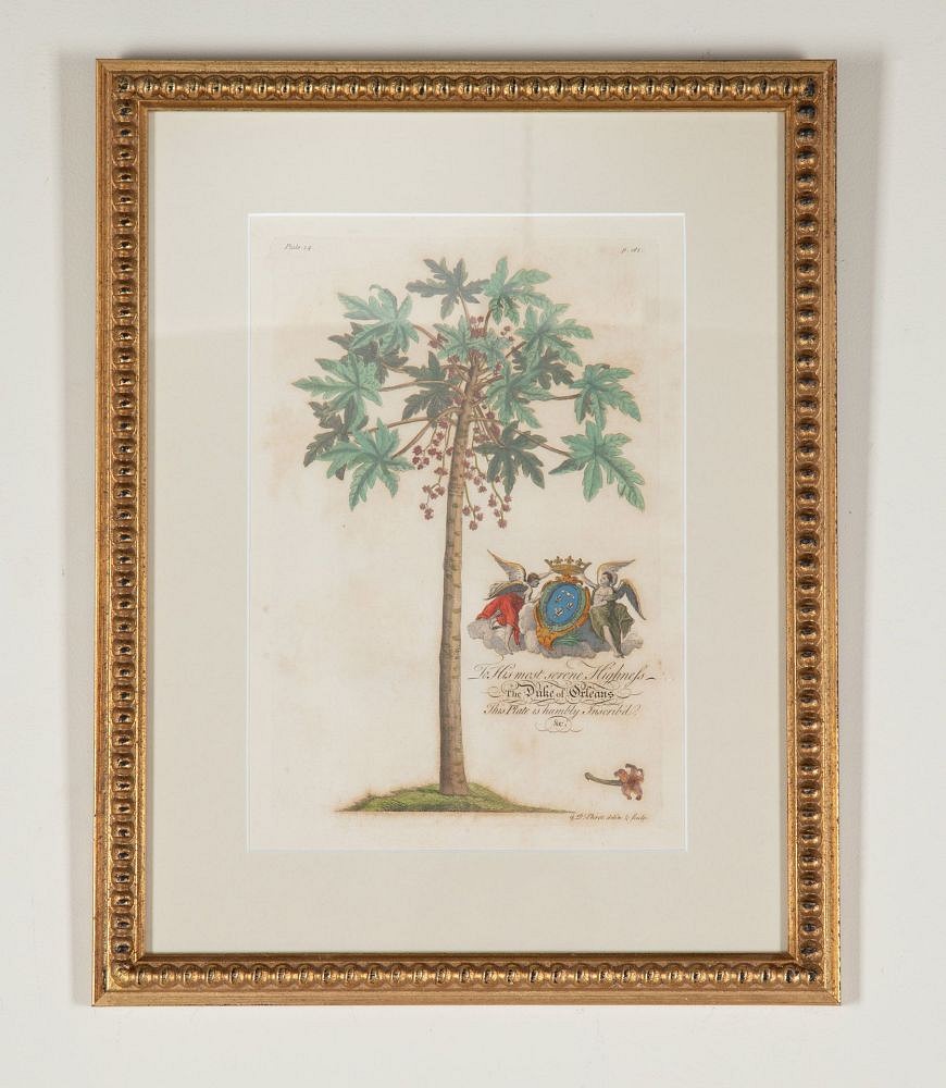 Set of Eight 18th Century Tropical Palm Tree and Plant Prints WD9043571