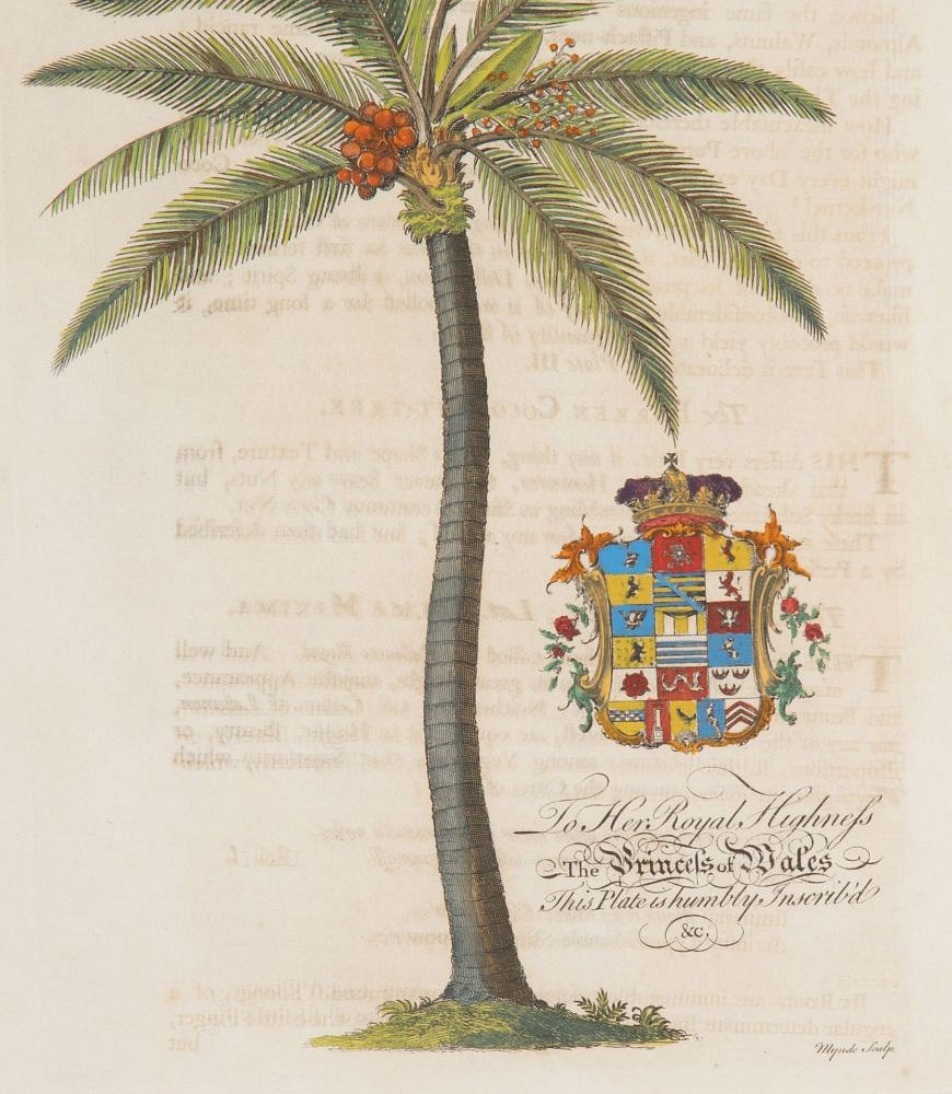 Set of Eight 18th Century Tropical Palm Tree and Plant Prints WD9043571