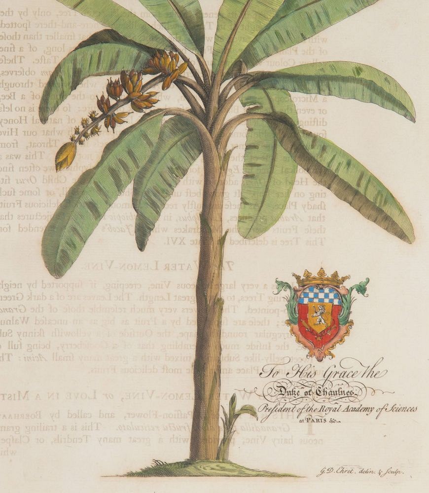 Set of Eight 18th Century Tropical Palm Tree and Plant Prints WD9043571