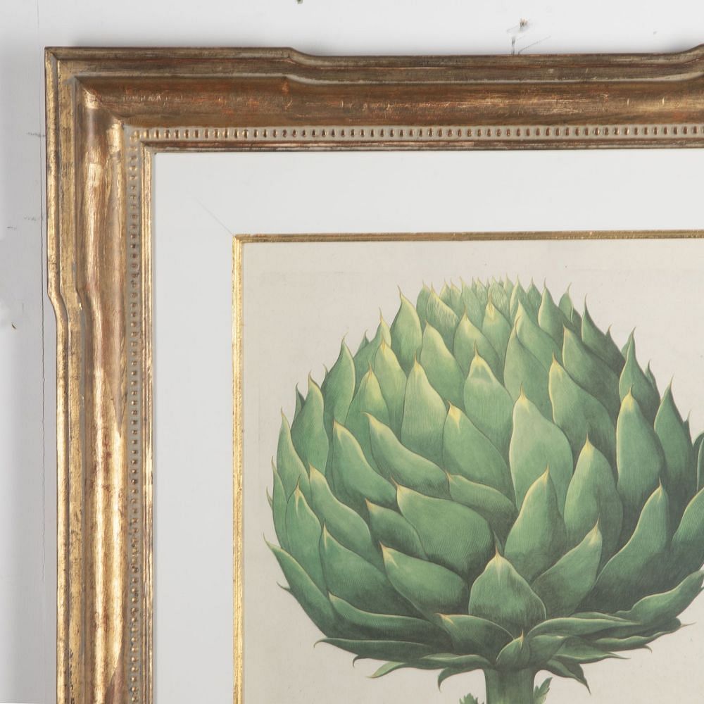 20th Century Print of Basilius Besler Artichoke WD9031034