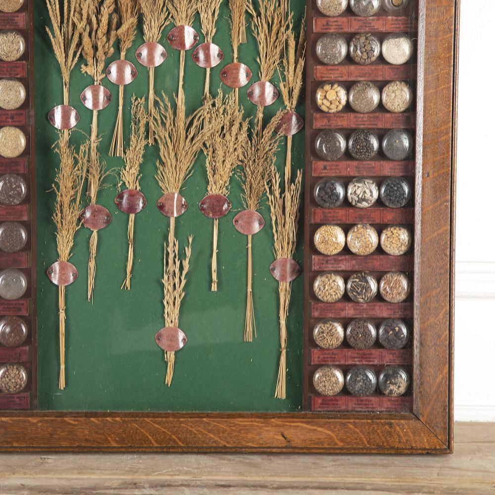 19th Century Carter Tested Seed Wall Display DA6923783