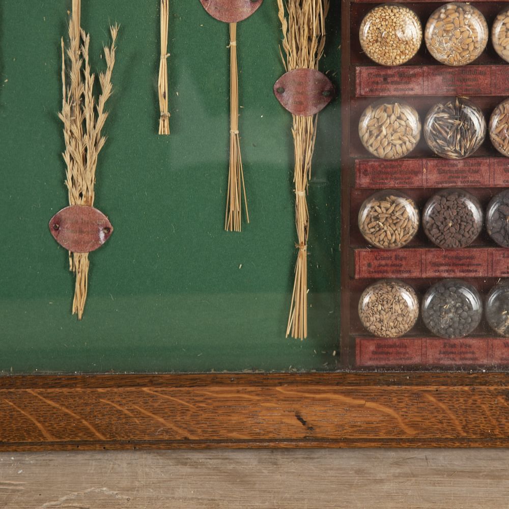 19th Century Carter Tested Seed Wall Display DA6923783
