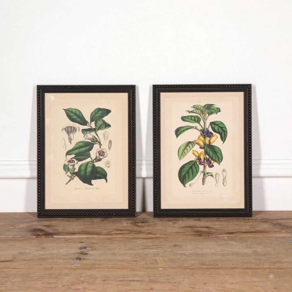 Pair of 19th Century Botanical Prints Gardenia and Alloplectus WD2832095