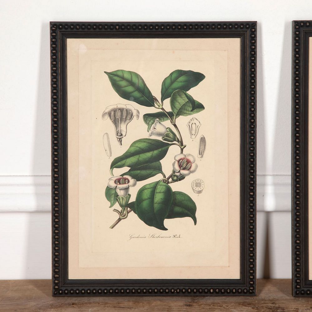 Pair of 19th Century Botanical Prints Gardenia and Alloplectus WD2832095