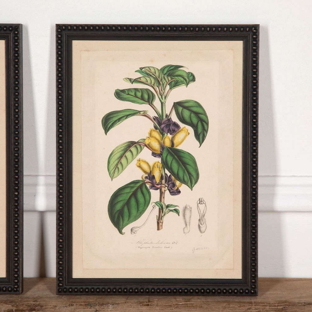 Pair of 19th Century Botanical Prints Gardenia and Alloplectus WD2832095