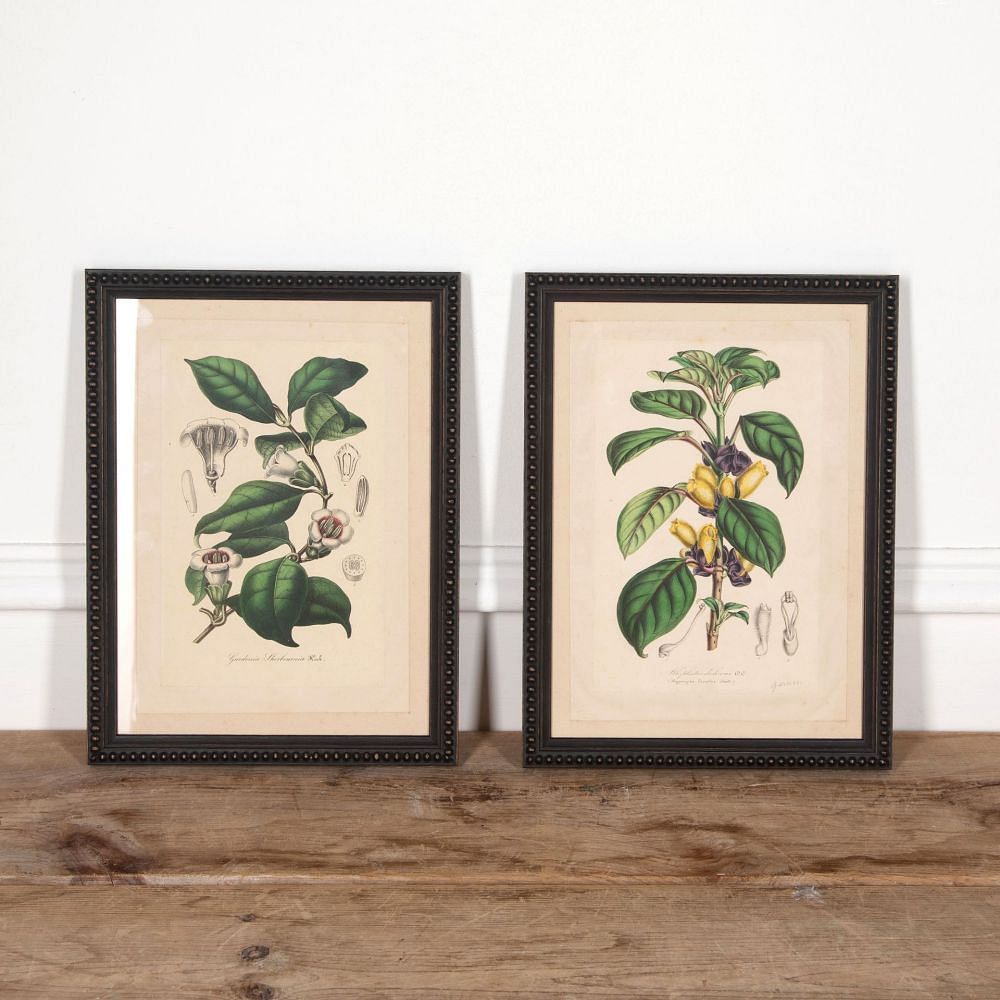 Pair of 19th Century Botanical Prints Gardenia and Alloplectus WD2832095