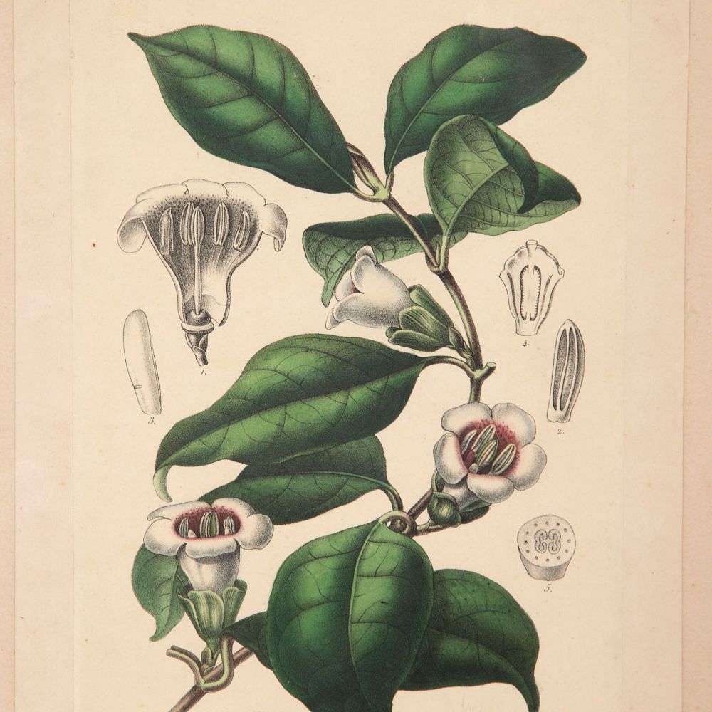 Pair of 19th Century Botanical Prints Gardenia and Alloplectus WD2832095