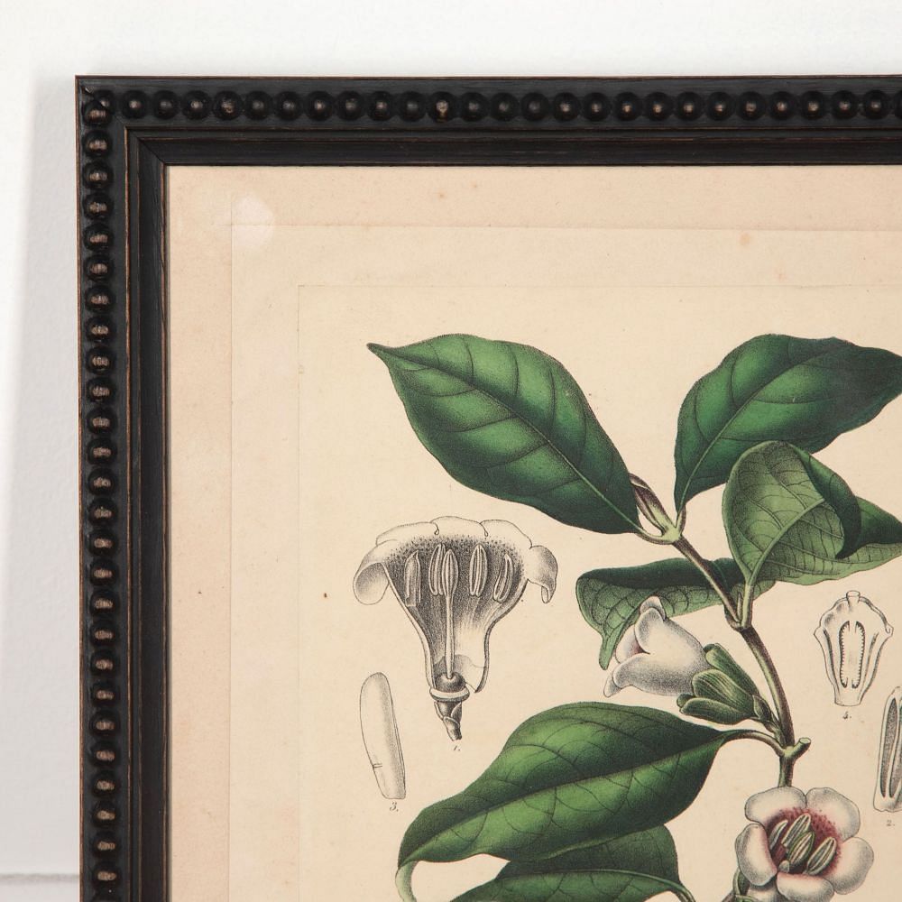 Pair of 19th Century Botanical Prints Gardenia and Alloplectus WD2832095