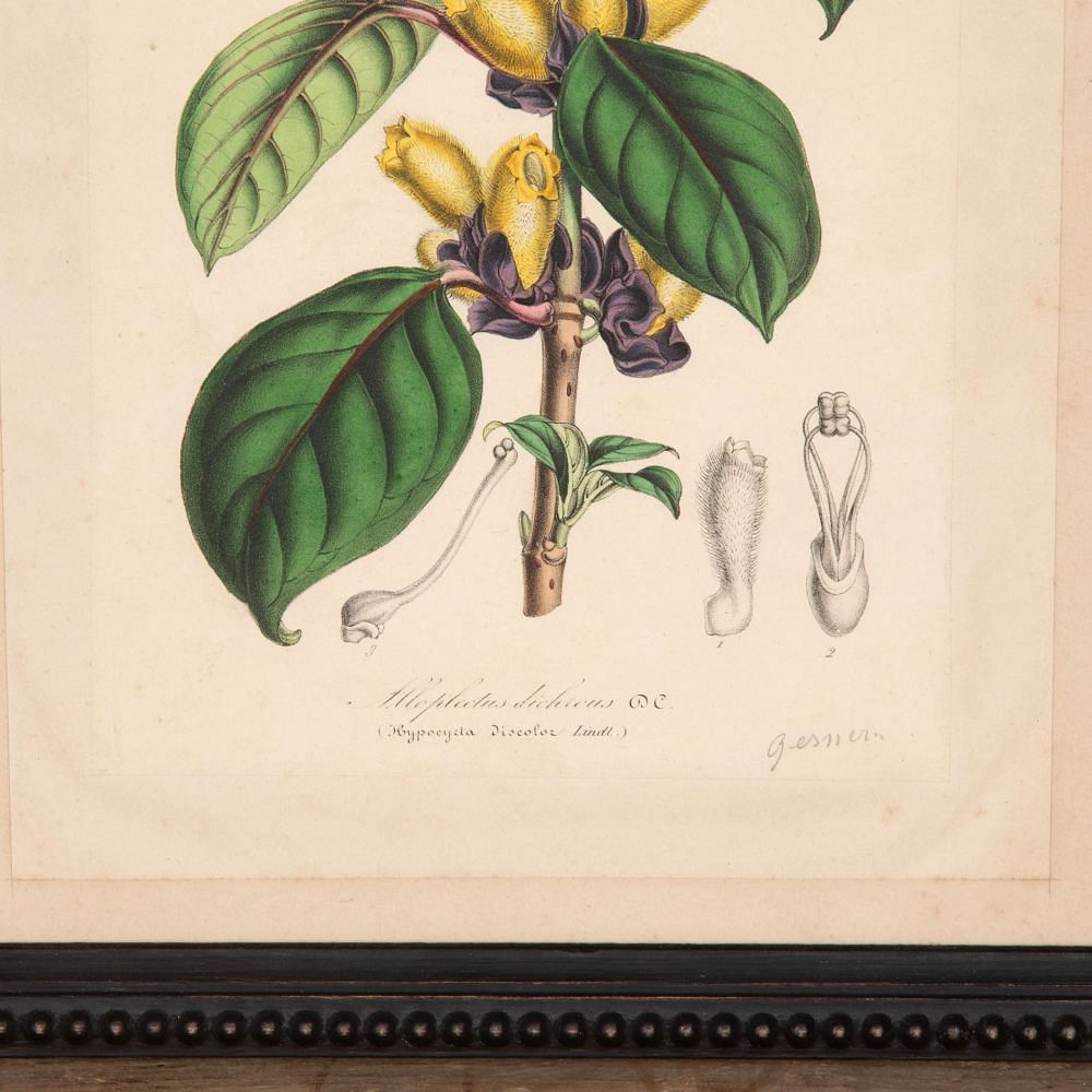 Pair of 19th Century Botanical Prints Gardenia and Alloplectus WD2832095