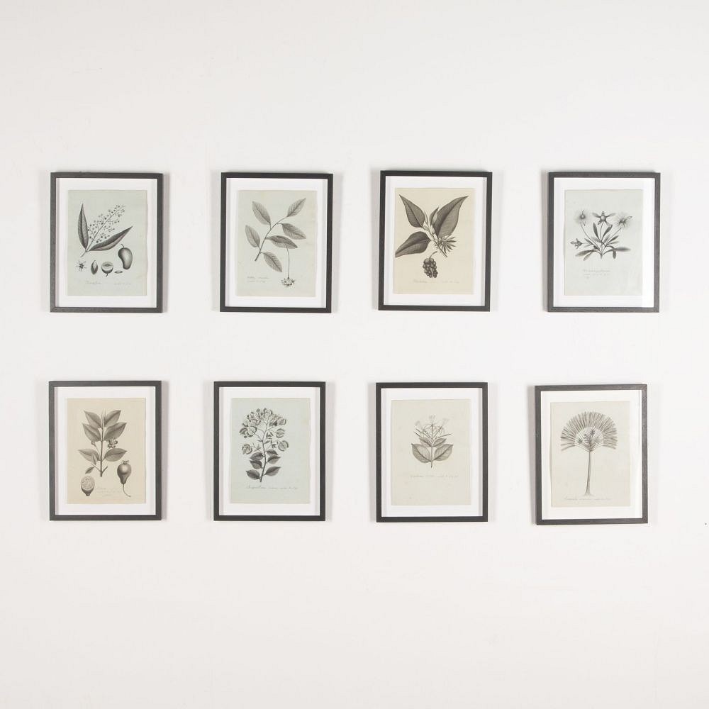Set of Eight 19th Century French Botanical Ink Drawings WD3733050