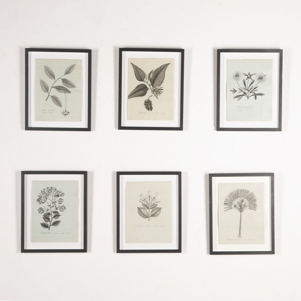 Set of Eight 19th Century French Botanical Ink Drawings WD3733050