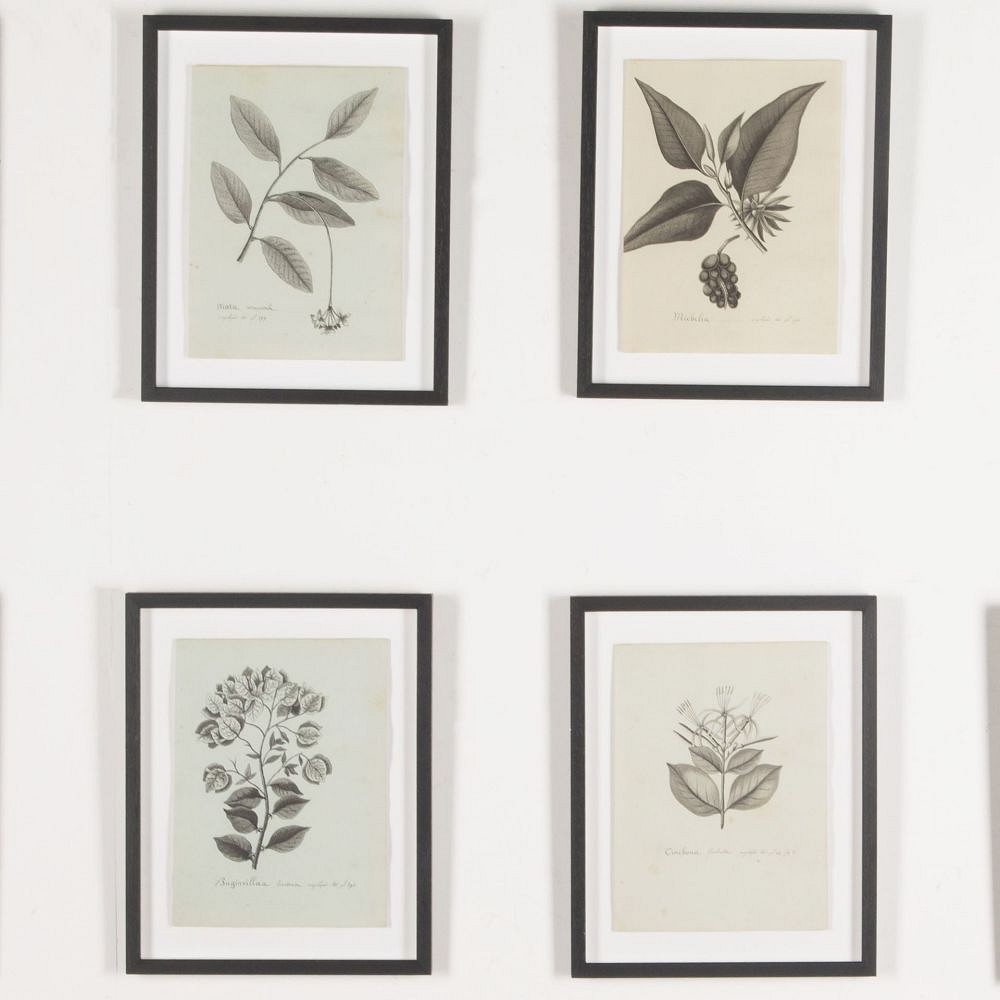 Set of Eight 19th Century French Botanical Ink Drawings WD3733050