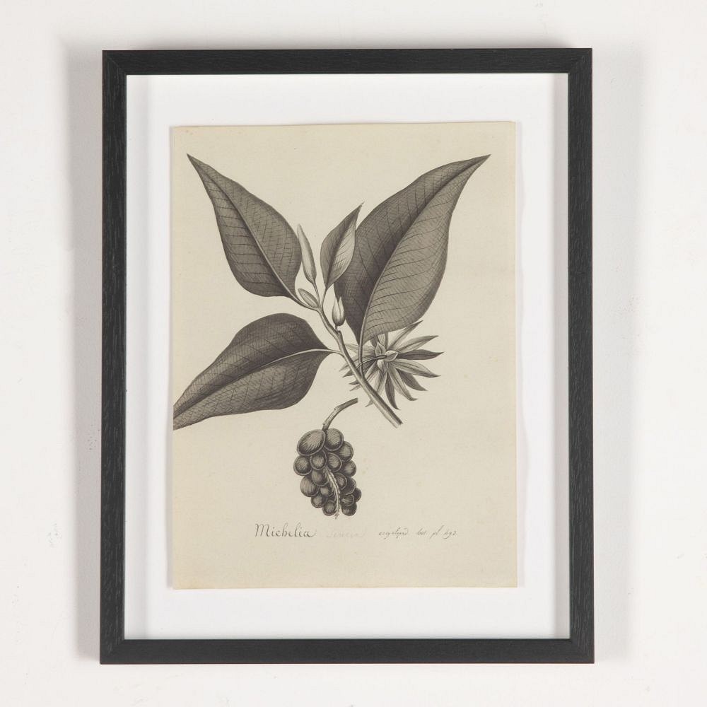 Set of Eight 19th Century French Botanical Ink Drawings WD3733050