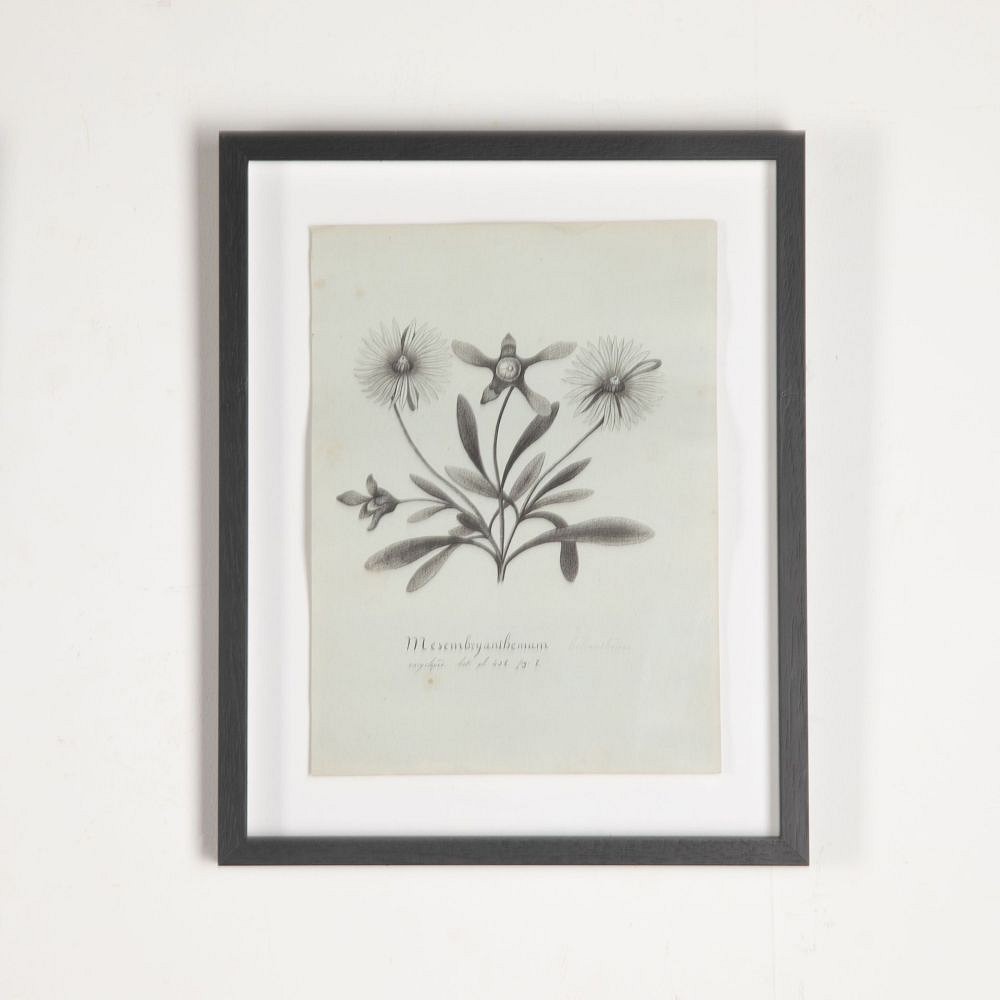 Set of Eight 19th Century French Botanical Ink Drawings WD3733050