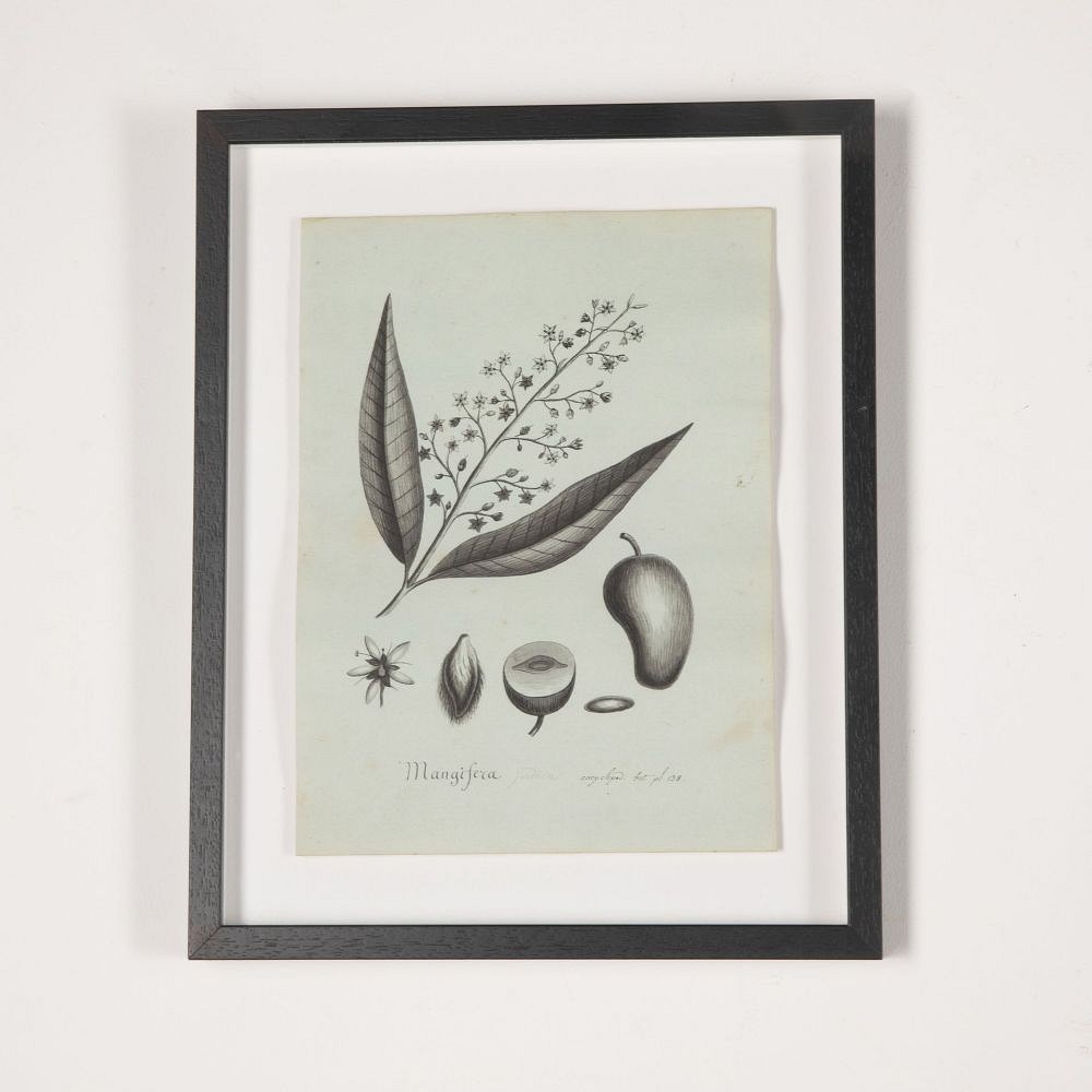 Set of Eight 19th Century French Botanical Ink Drawings WD3733050