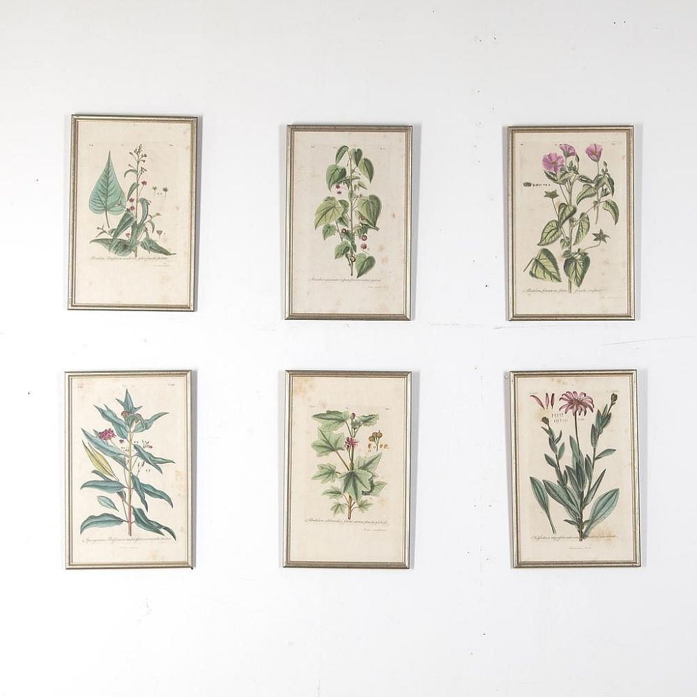 Set of Six 18th Century Original Botanical Engravings by Johann Jakob Dillenius WD618866