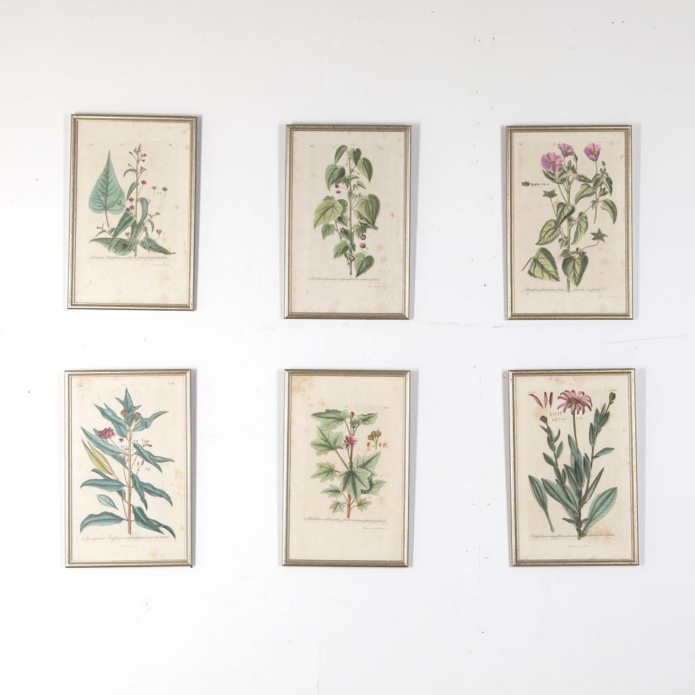 Set of Six 18th Century Original Botanical Engravings by Johann Jakob Dillenius WD618866