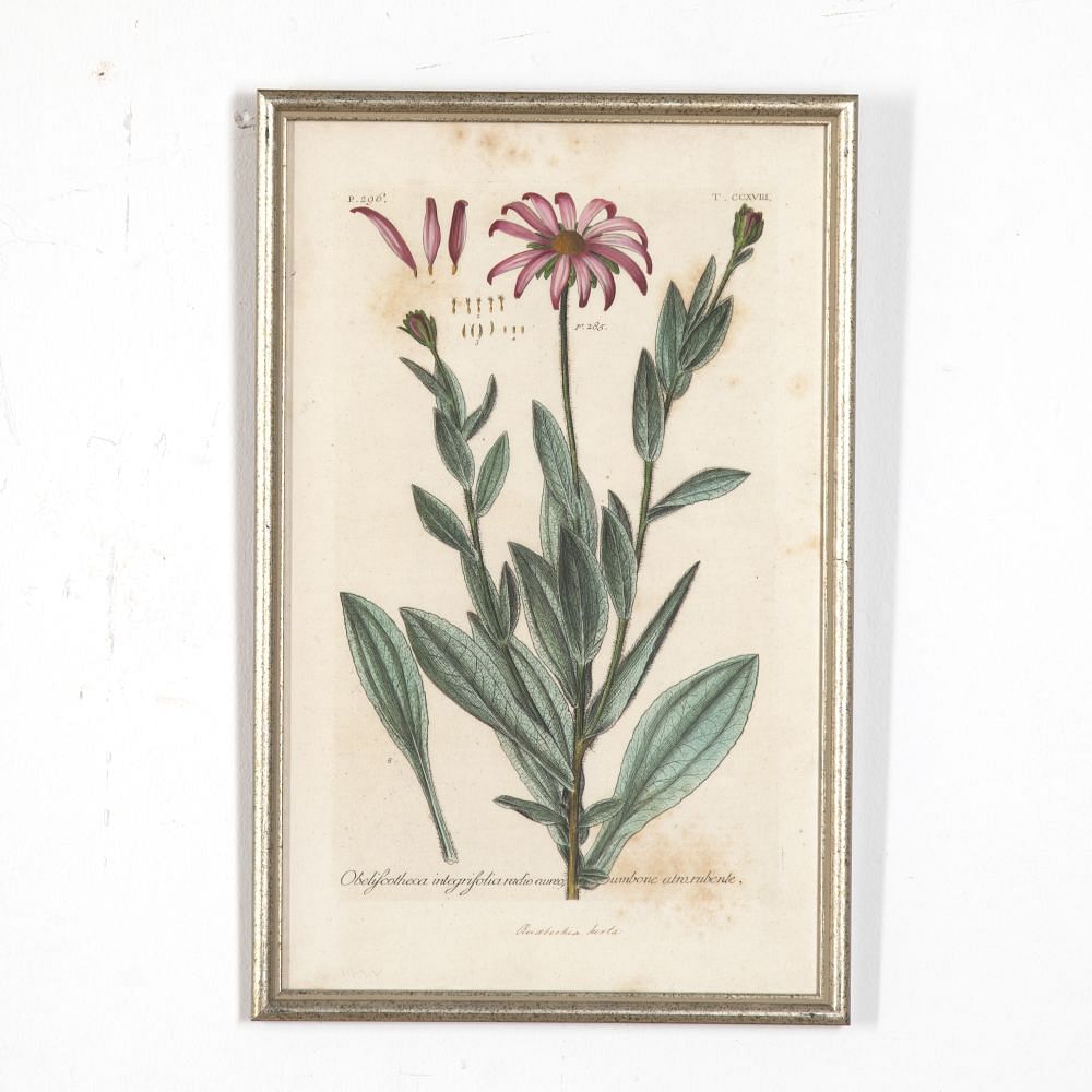 Set of Six 18th Century Original Botanical Engravings by Johann Jakob Dillenius WD618866