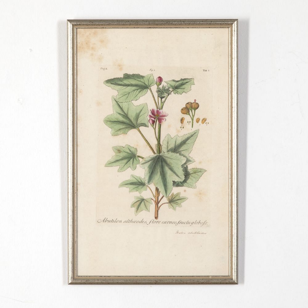 Set of Six 18th Century Original Botanical Engravings by Johann Jakob Dillenius WD618866