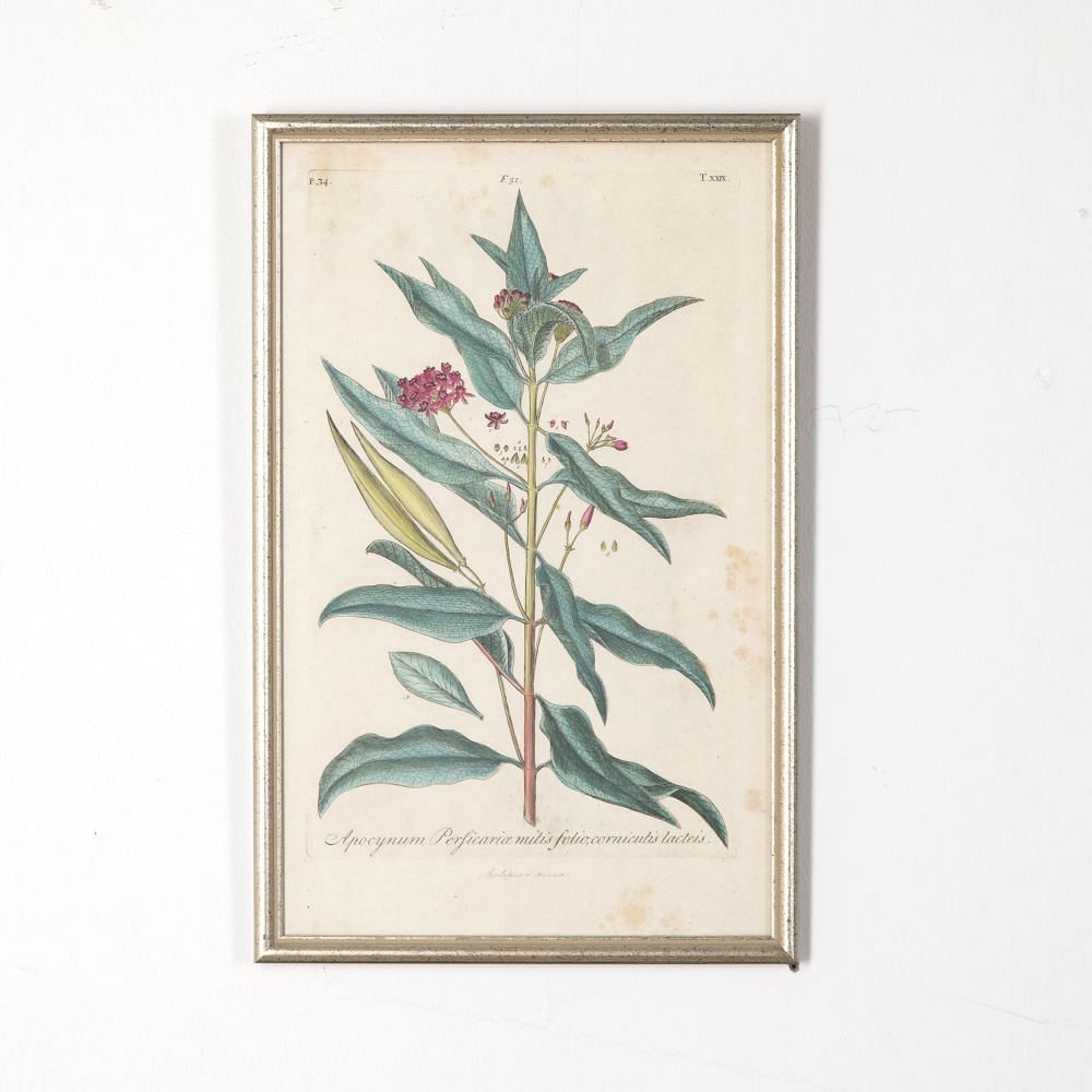 Set of Six 18th Century Original Botanical Engravings by Johann Jakob Dillenius WD618866