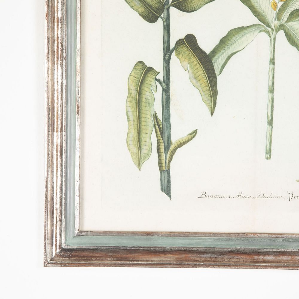 18th Century Weinmann Botanical Engraving Of A Banana Tree WD7633493