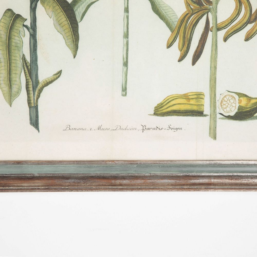 18th Century Weinmann Botanical Engraving Of A Banana Tree WD7633493